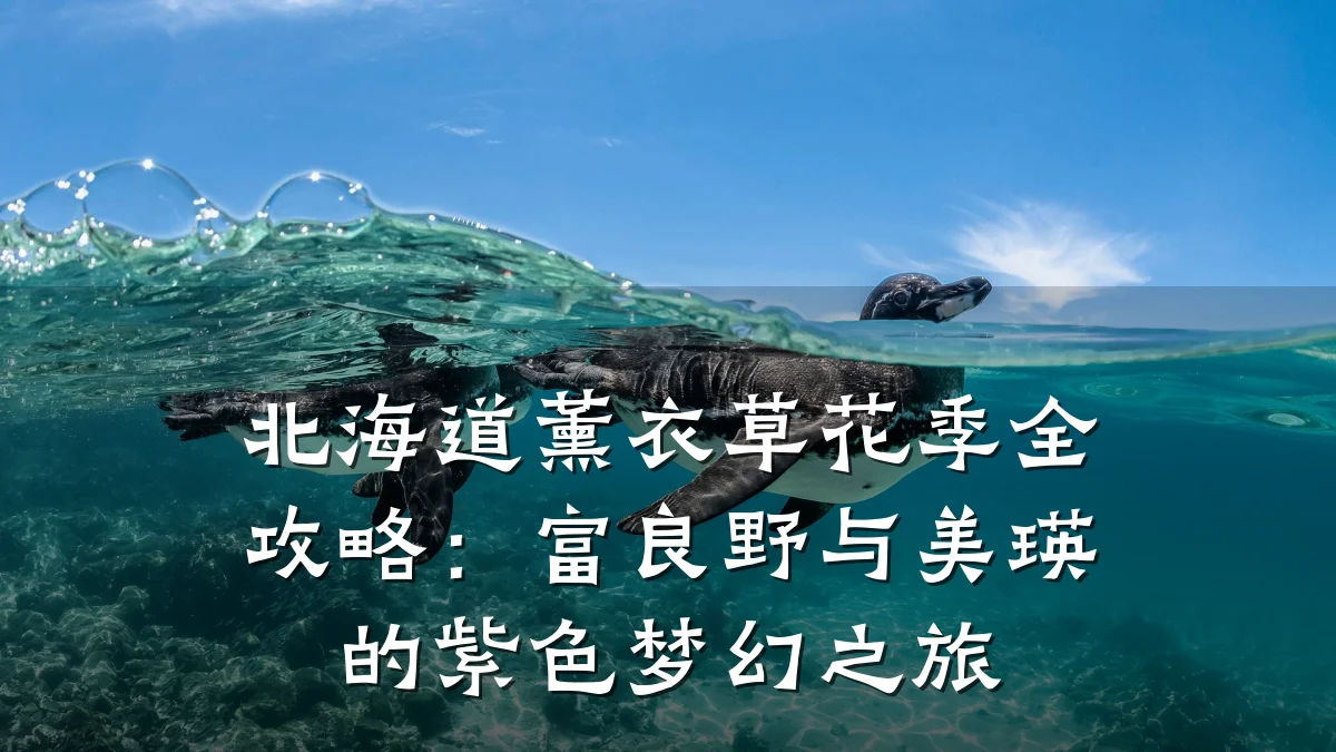 北海道薰衣草花季全攻略:富良野与美瑛的紫色梦幻之旅