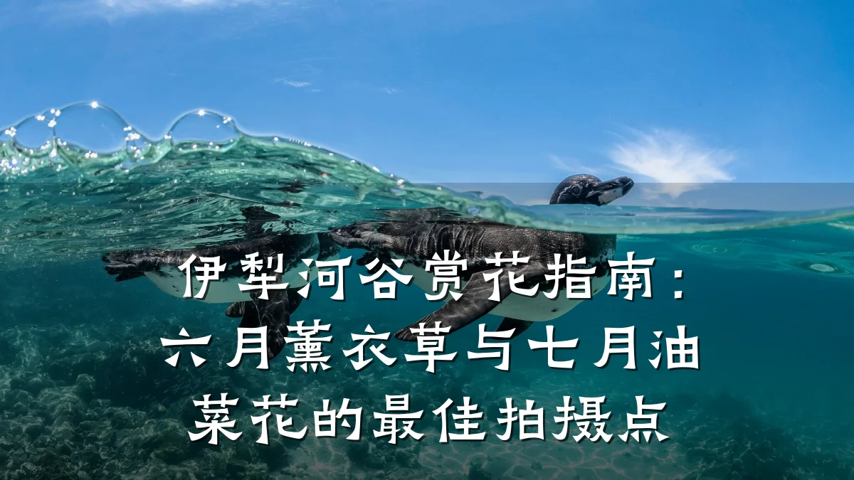 伊犁河谷赏花指南:六月薰衣草与七月油菜花的最佳拍摄点