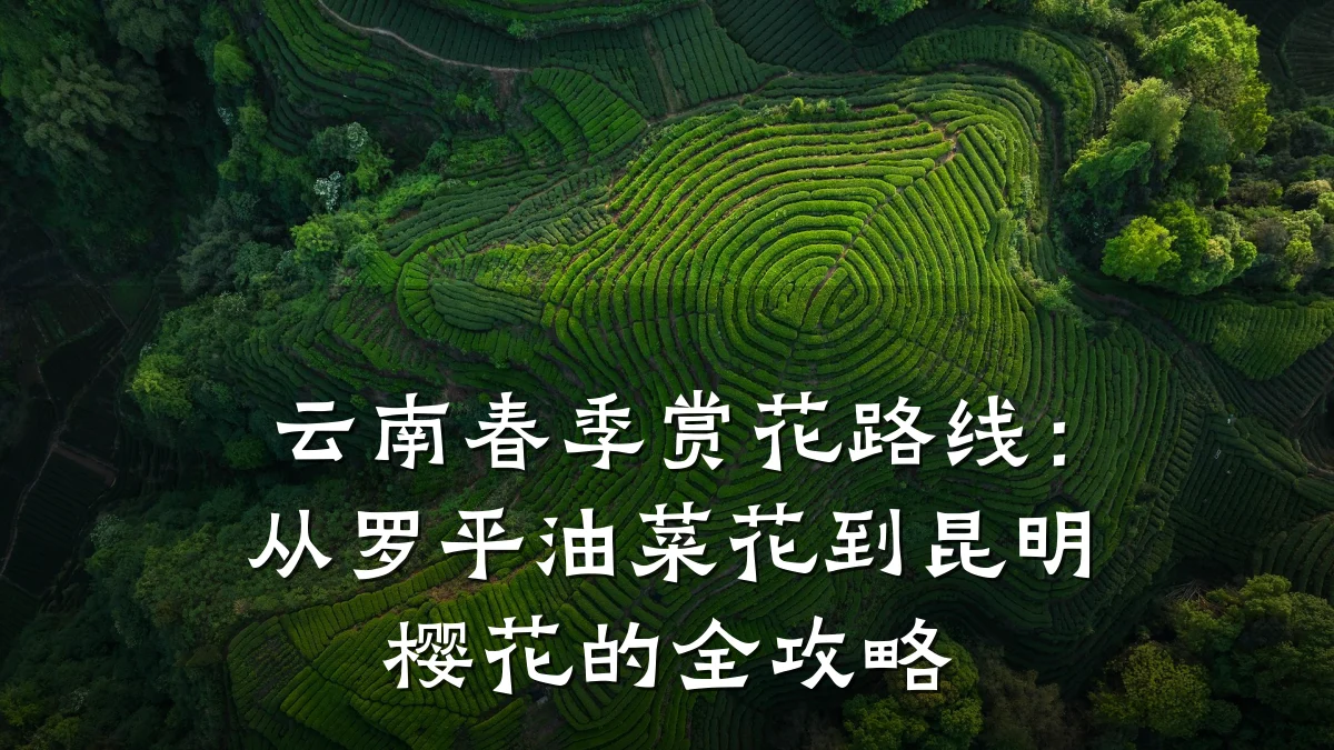 云南春季赏花路线：从罗平油菜花到昆明樱花的全攻略
