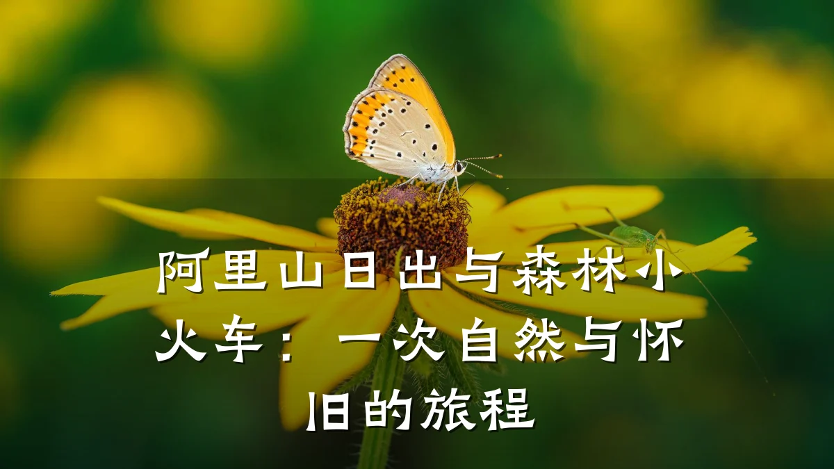 阿里山日出与森林小火车:一次自然与怀旧的旅程