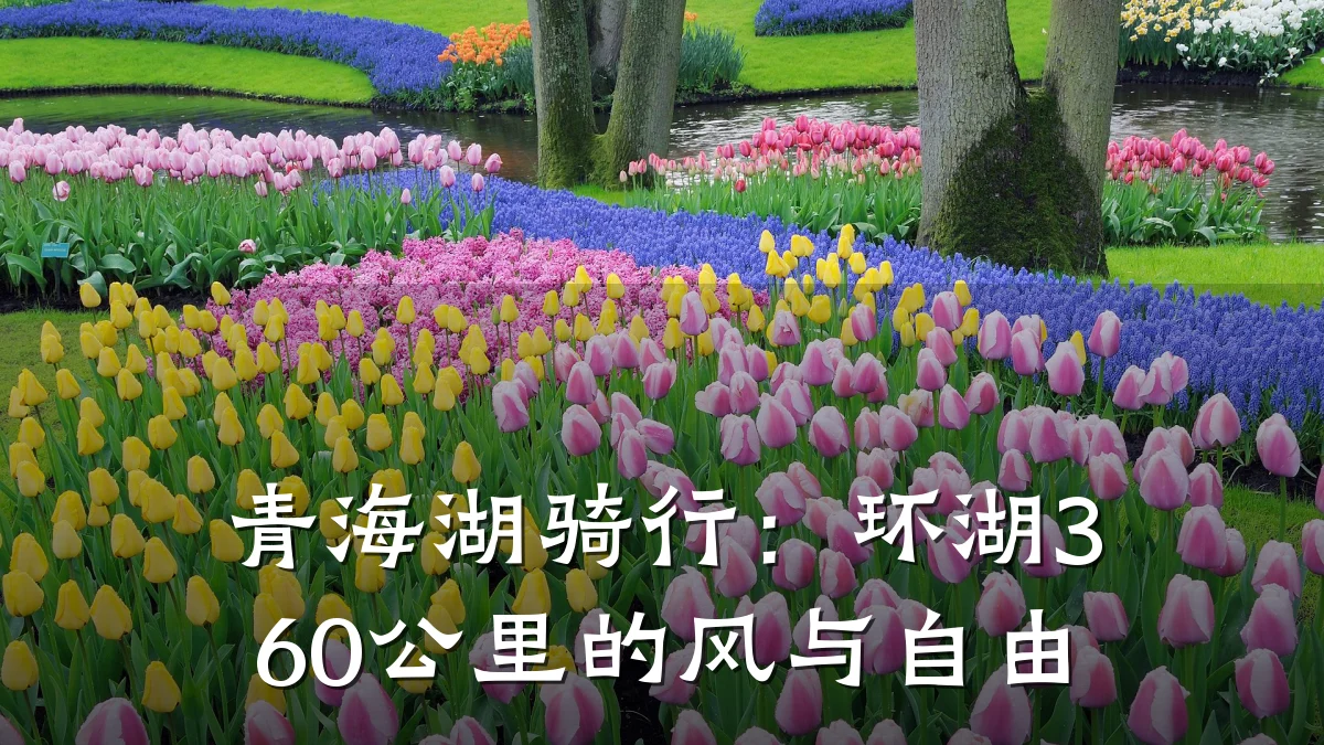 青海湖骑行:环湖360公里的风与自由