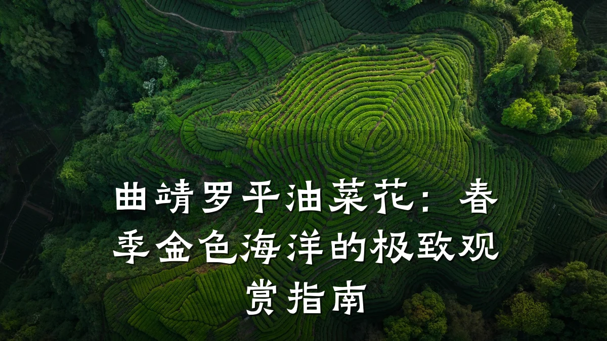曲靖罗平油菜花:春季金色海洋的极致观赏指南
