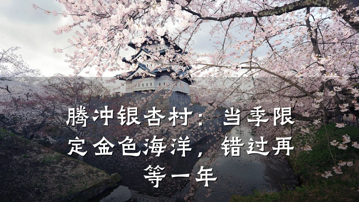 腾冲银杏村：当季限定金色海洋，错过再等一年