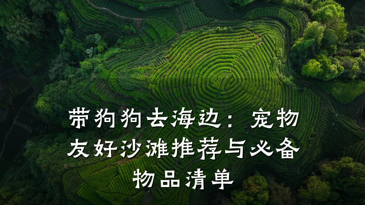 带狗狗去海边:宠物友好沙滩推荐与必备物品清单