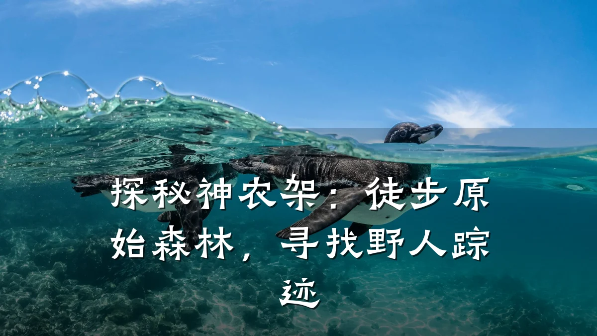探秘神农架：徒步原始森林，寻找野人踪迹
