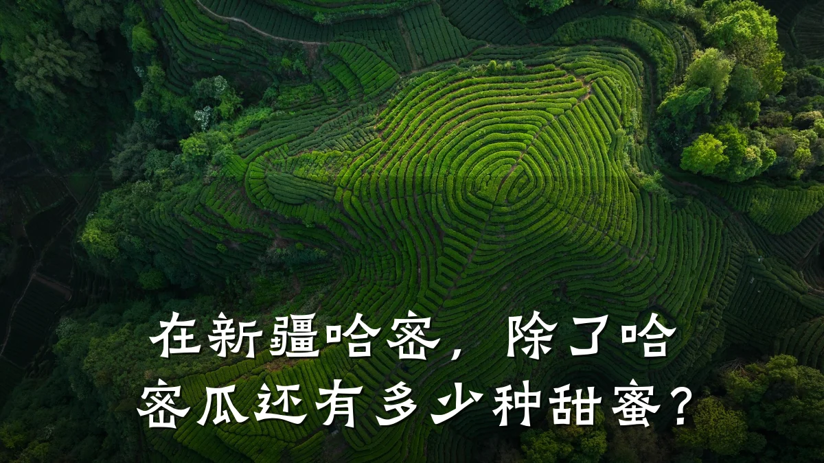 在新疆哈密,除了哈密瓜还有多少种甜蜜?