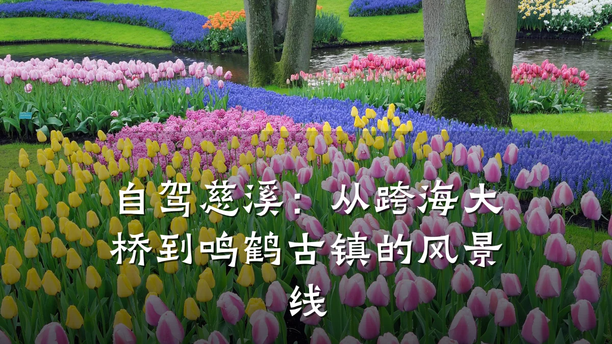 自驾慈溪:从跨海大桥到鸣鹤古镇的风景线