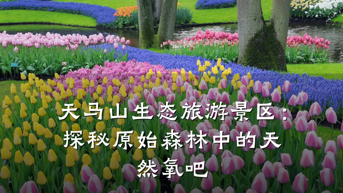 天马山生态旅游景区:探秘原始森林中的天然氧吧