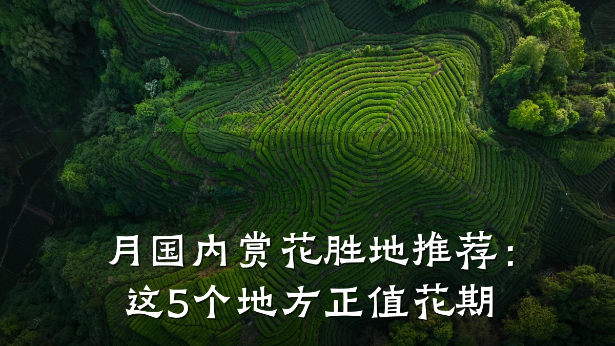 月国内赏花胜地推荐：这5个地方正值花期