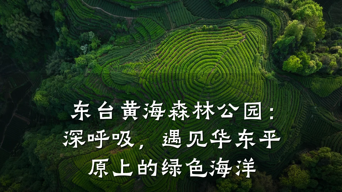 东台黄海森林公园:深呼吸,遇见华东平原上的绿色海洋
