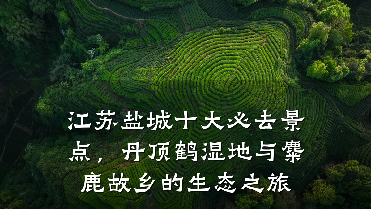 江苏盐城十大必去景点,丹顶鹤湿地与麋鹿故乡的生态之旅