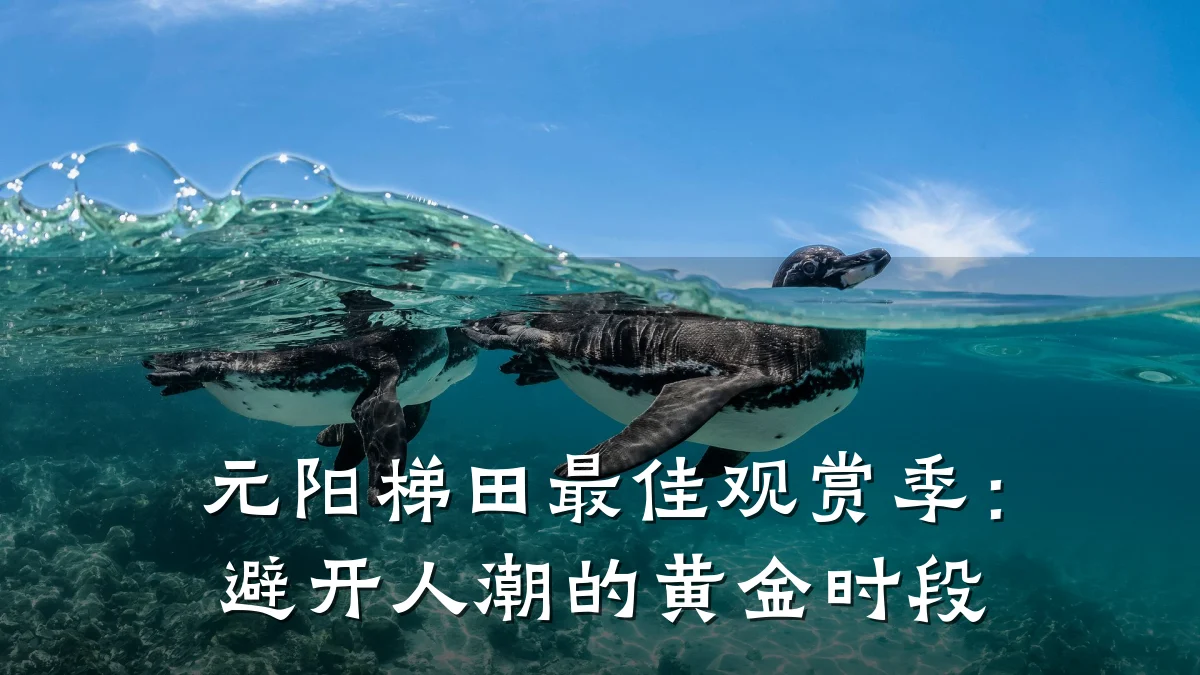 元阳梯田最佳观赏季：避开人潮的黄金时段
