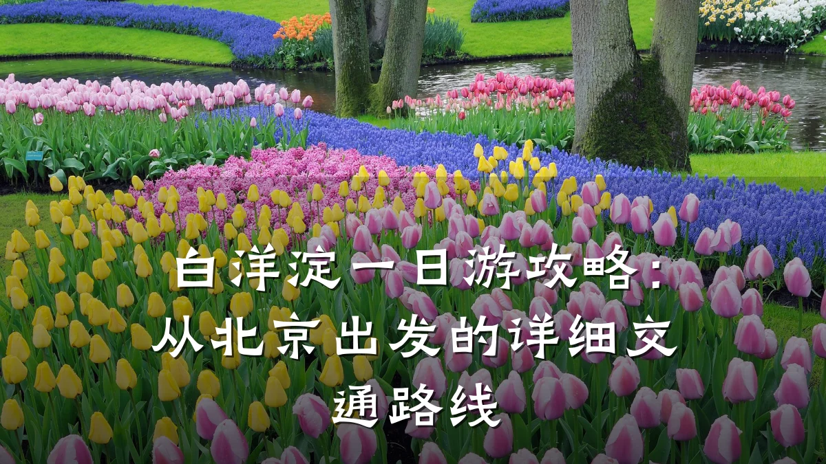 白洋淀一日游攻略:从北京出发的详细交通路线