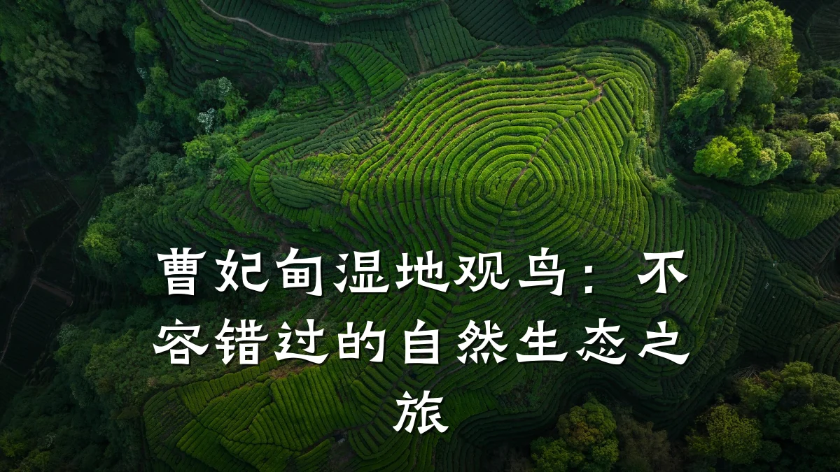 曹妃甸湿地观鸟:不容错过的自然生态之旅
