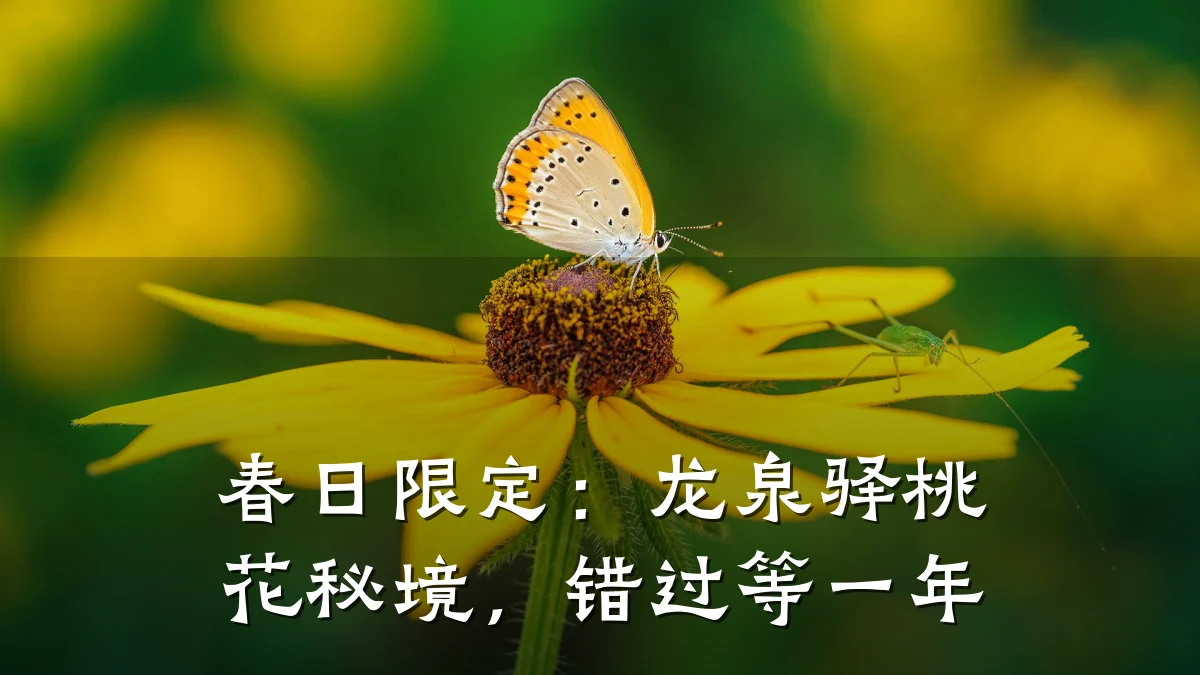 春日限定:龙泉驿桃花秘境,错过等一年