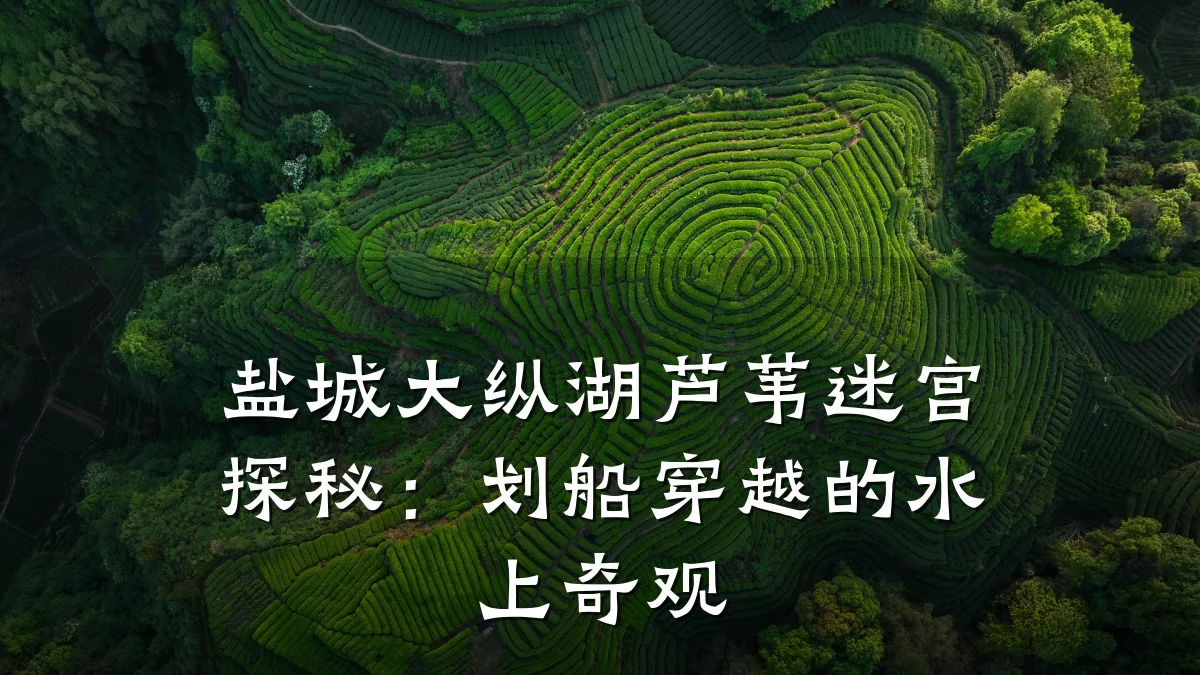 盐城大纵湖芦苇迷宫探秘:划船穿越的水上奇观
