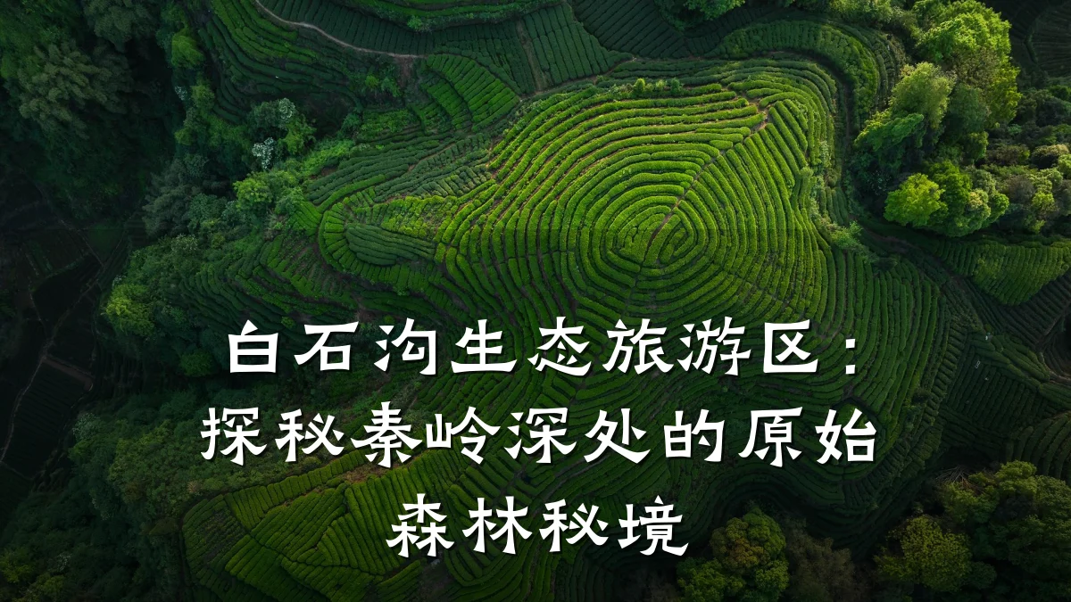 白石沟生态旅游区:探秘秦岭深处的原始森林秘境