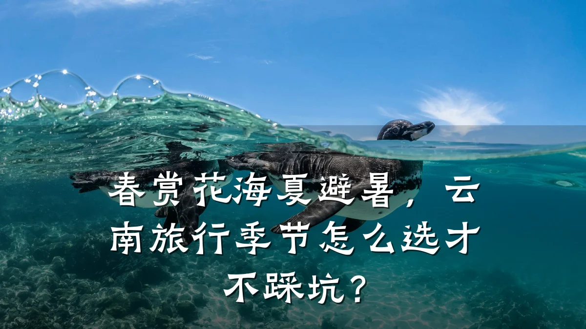 春赏花海夏避暑,云南旅行季节怎么选才不踩坑?