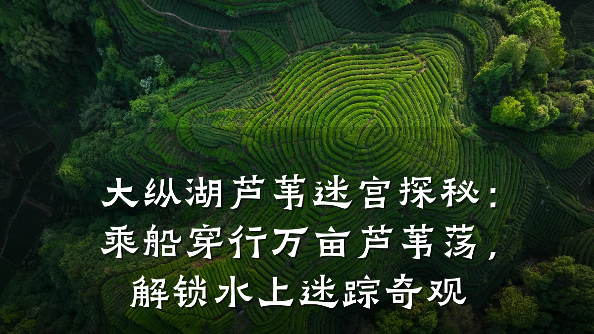 大纵湖芦苇迷宫探秘：乘船穿行万亩芦苇荡，解锁水上迷踪奇观
