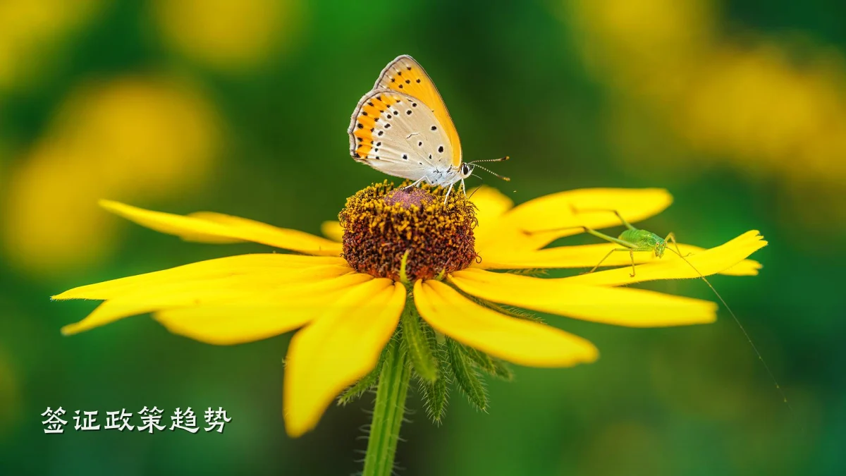 签证政策趋势