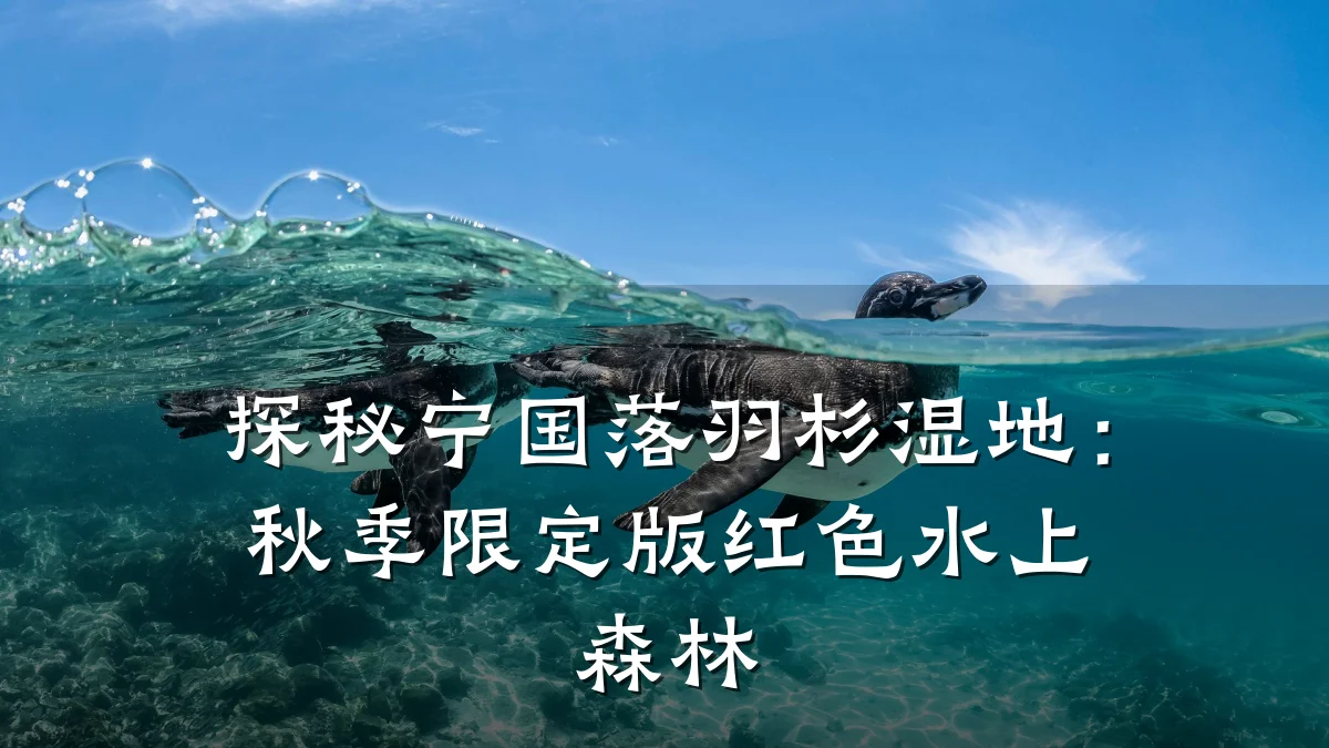 探秘宁国落羽杉湿地:秋季限定版红色水上森林