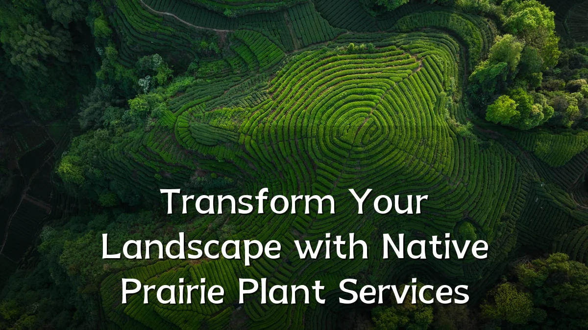 Transform Your Landscape with Native Prairie Plant Services