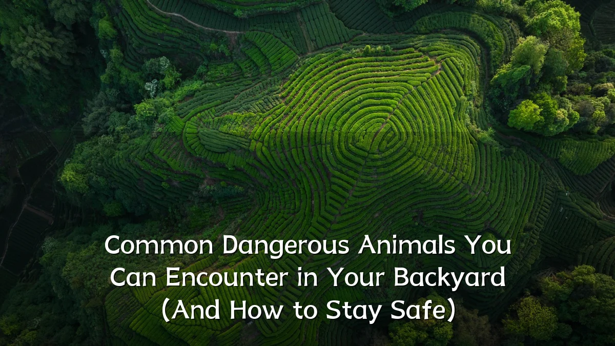 Common Dangerous Animals You Can Encounter in Your Backyard (And How to Stay Safe)