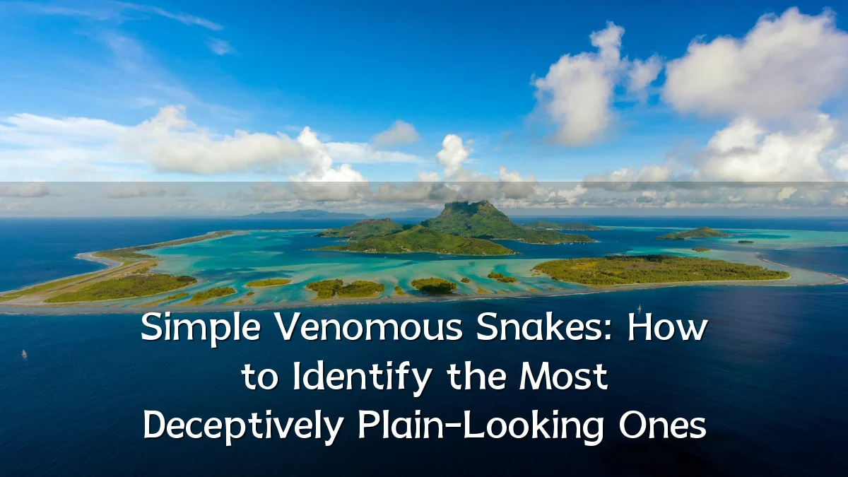 Simple Venomous Snakes: How to Identify the Most Deceptively Plain-Looking Ones
