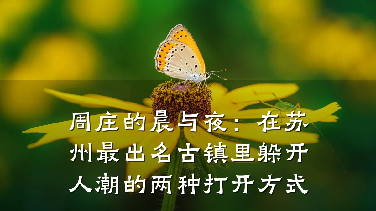 周庄的晨与夜:在苏州最出名古镇里躲开人潮的两种打开方式
