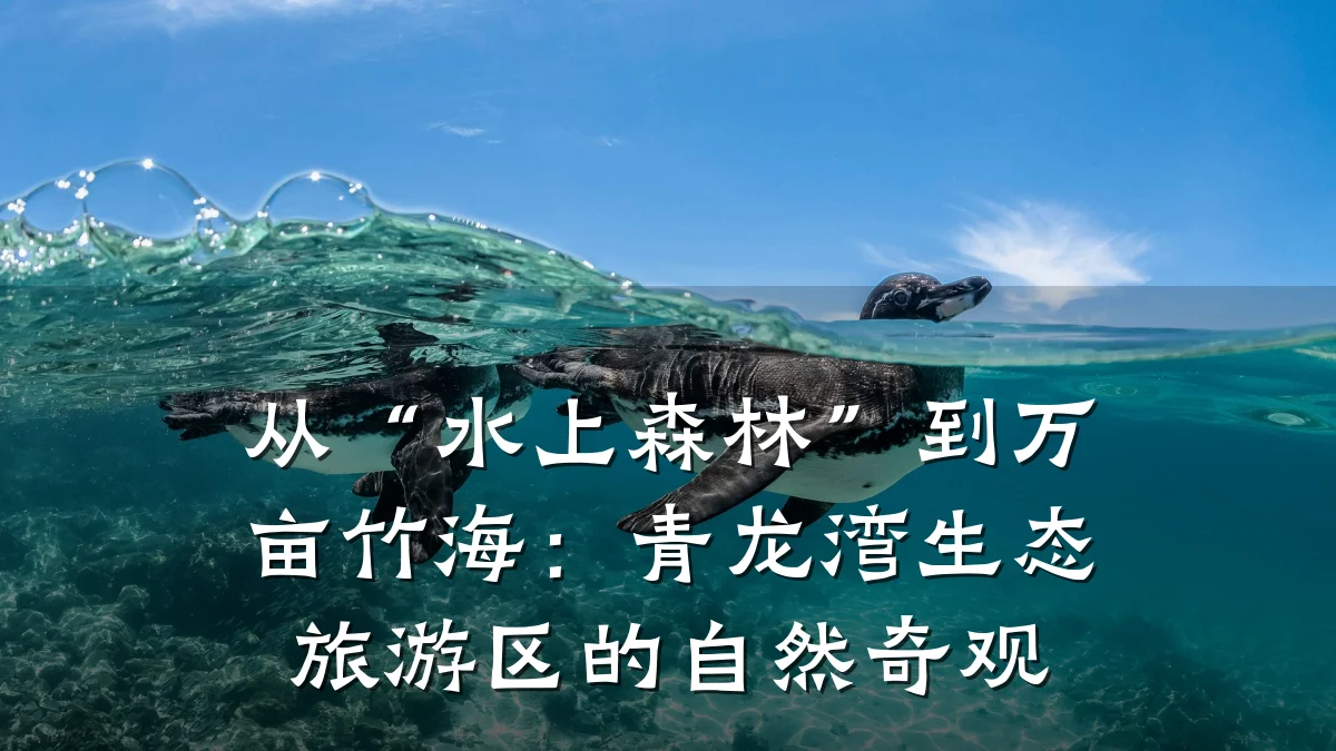 从“水上森林”到万亩竹海:青龙湾生态旅游区的自然奇观