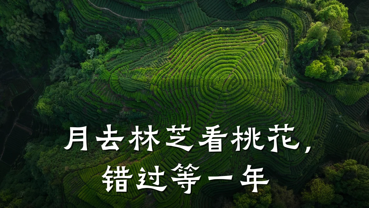 月去林芝看桃花,错过等一年
