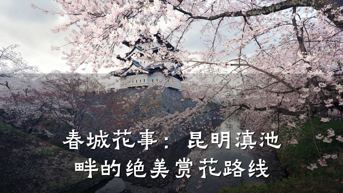 春城花事:昆明滇池畔的绝美赏花路线