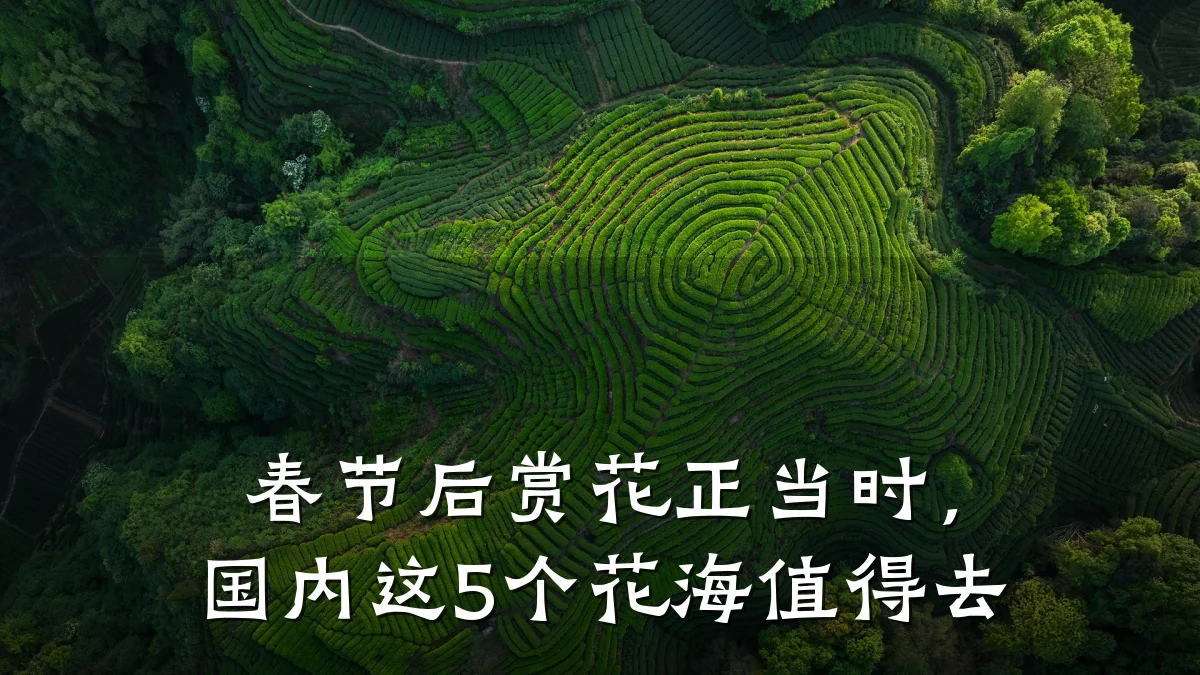 春节后赏花正当时,国内这5个花海值得去