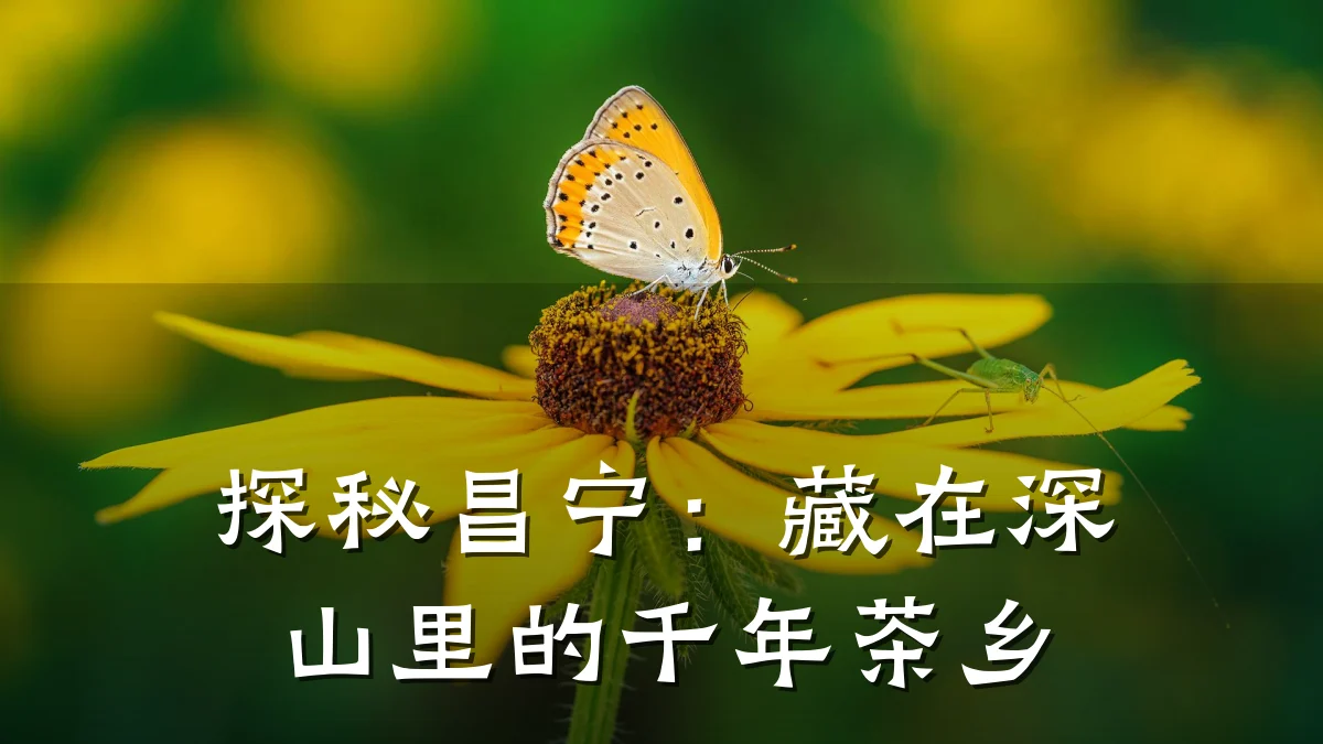 探秘昌宁：藏在深山里的千年茶乡