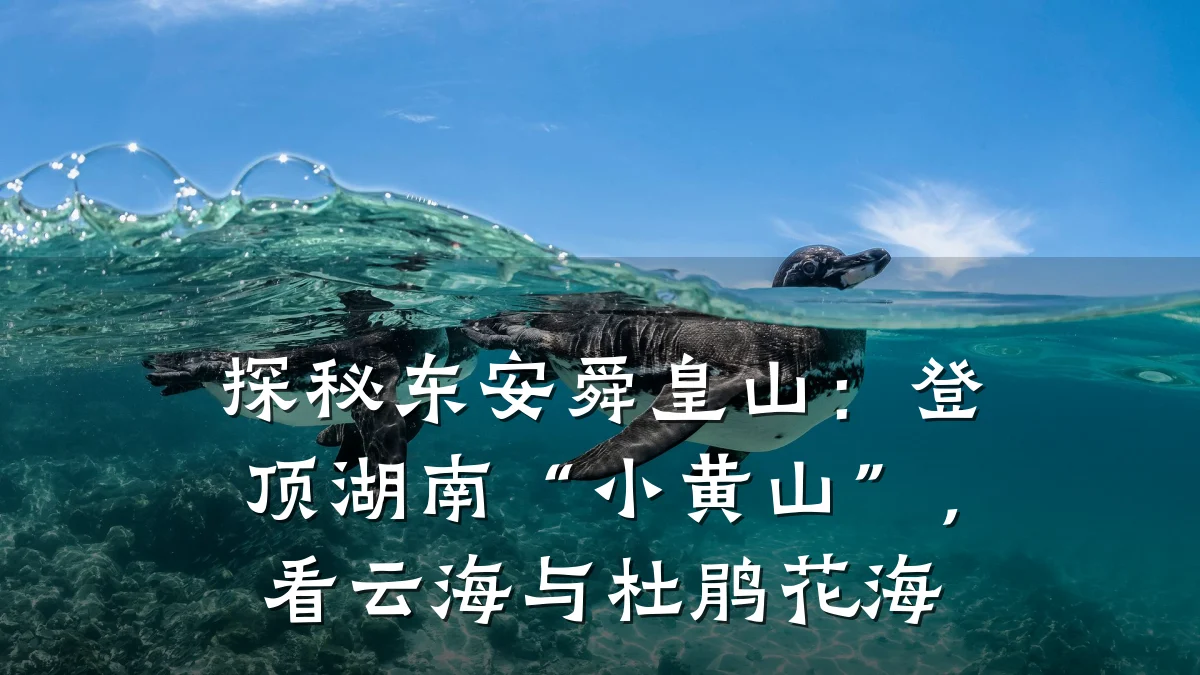 探秘东安舜皇山：登顶湖南“小黄山”，看云海与杜鹃花海