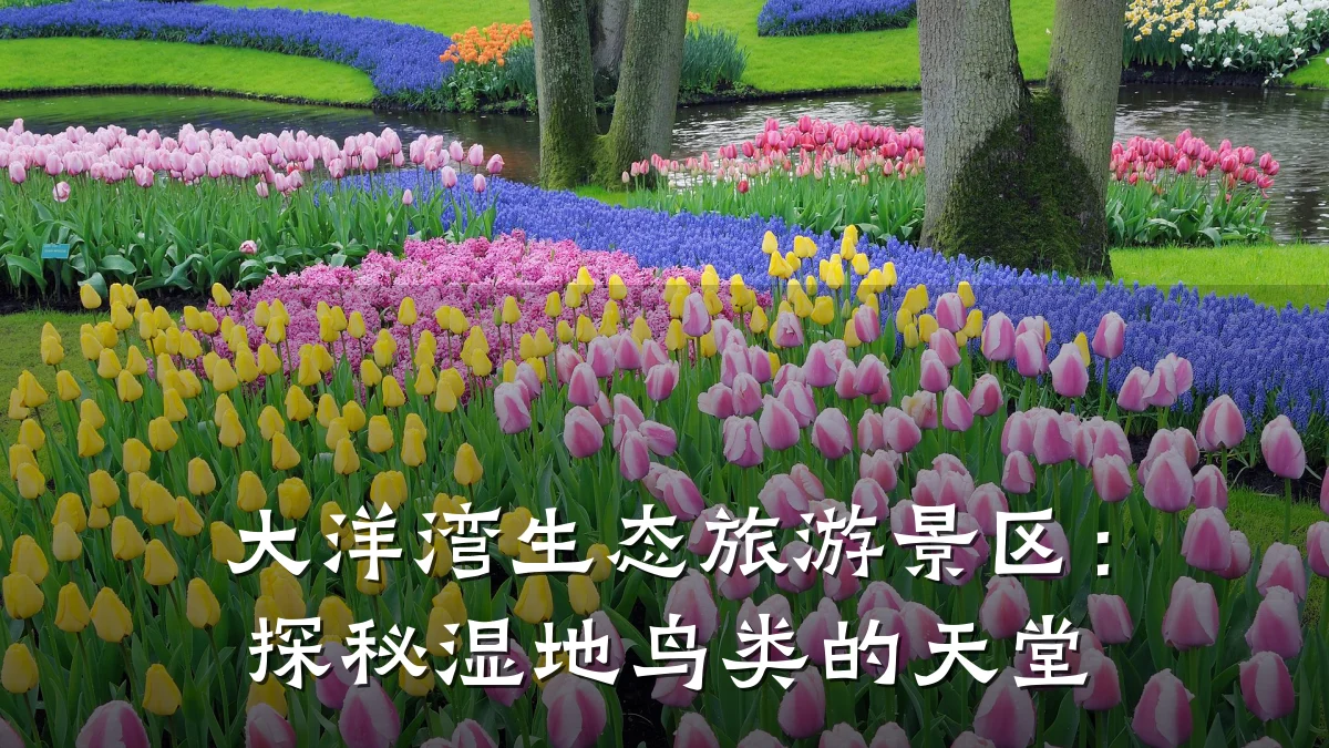 大洋湾生态旅游景区:探秘湿地鸟类的天堂