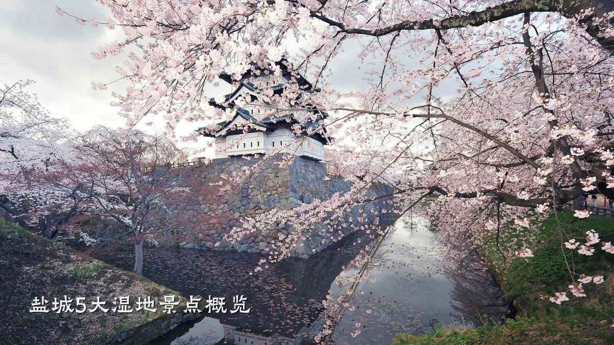 盐城5大湿地景点概览
