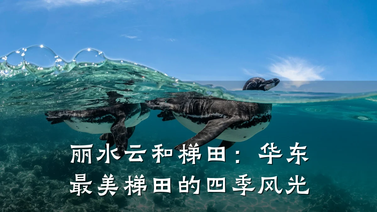 丽水云和梯田:华东最美梯田的四季风光